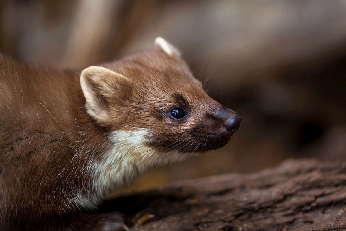 Фото с сайта: https://moscowzoo.ru/animals/kinds/lesnaya_kunica