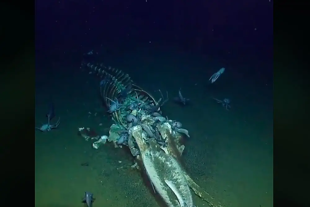 Останки усатого кита обгладывают морские падальщики

