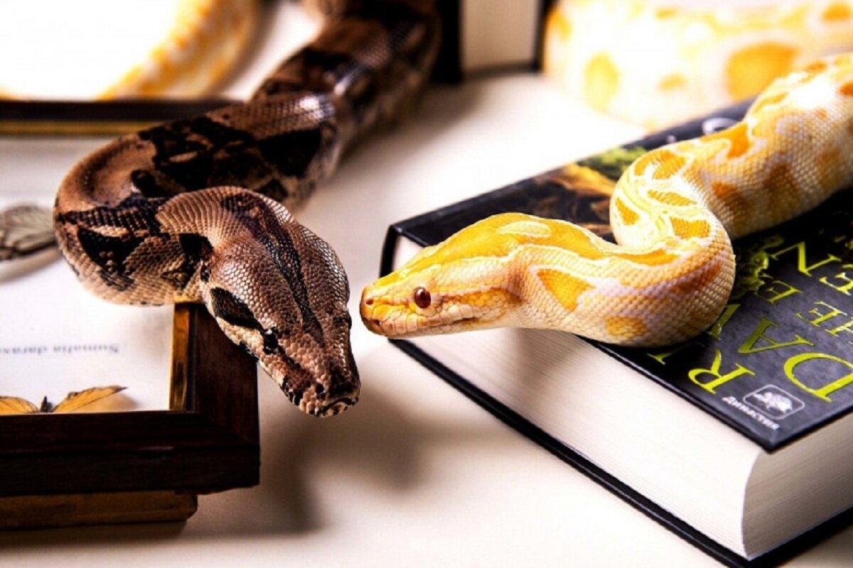 Фото с сайта: https://dzen.ru/a/Zff-idicdjKpJ1TF