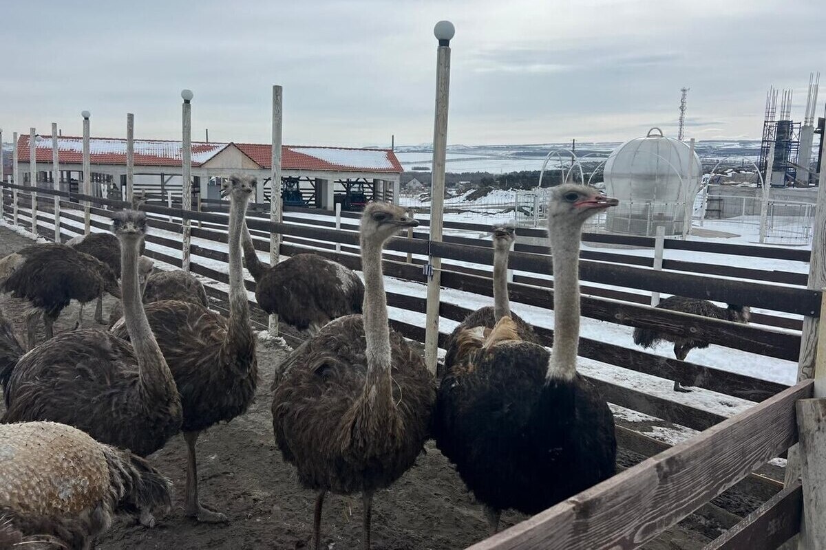 Фото с сайта: https://kavkaz.mk.ru/social/2025/03/15/predprinimatel-iz-predgornogo-okruga-otkryl-strausinuyu-fermu.html