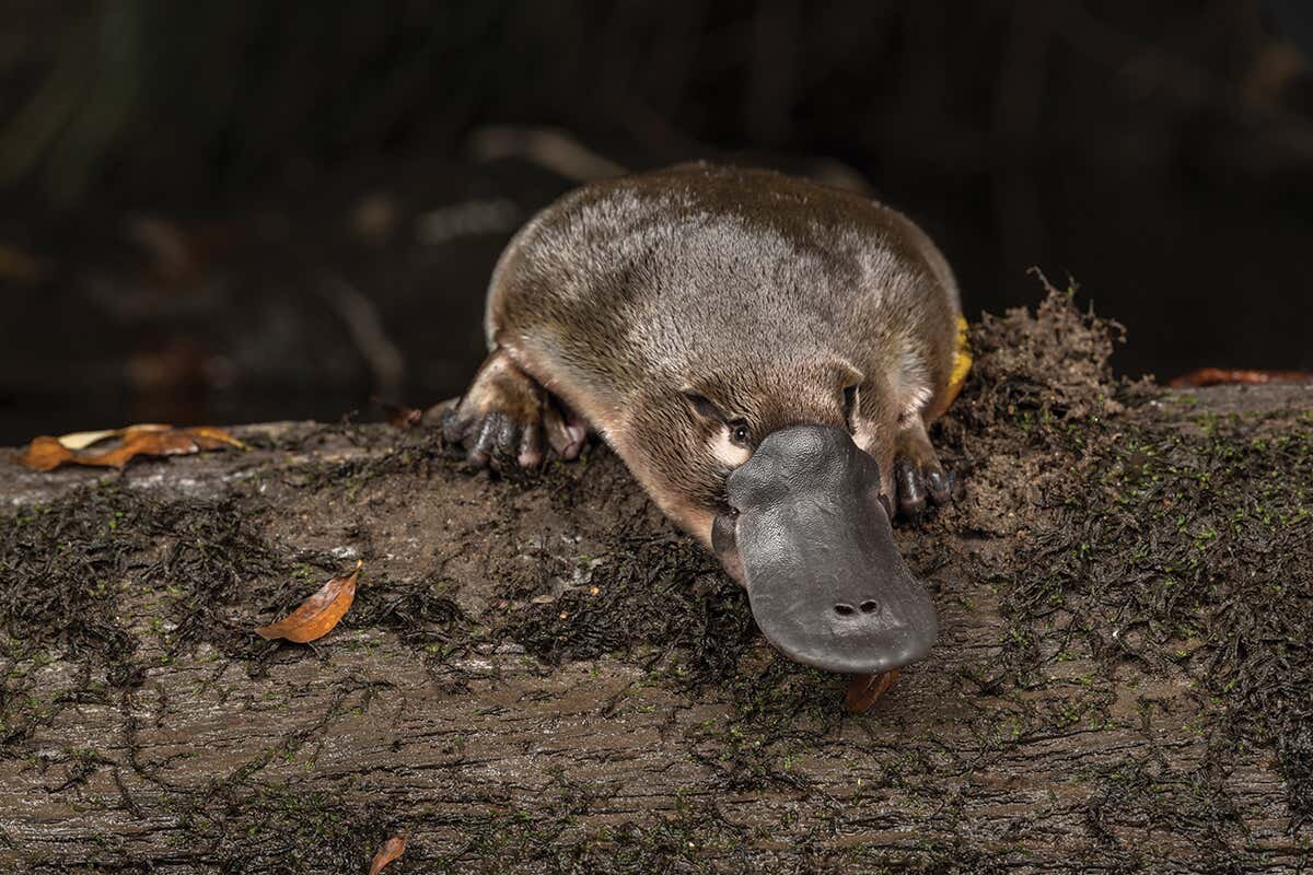 Фото с сайта: https://www.newscientist.com/article/mg25033332-400-the-platypus-what-natures-weirdest-mammal-says-about-our-origins/