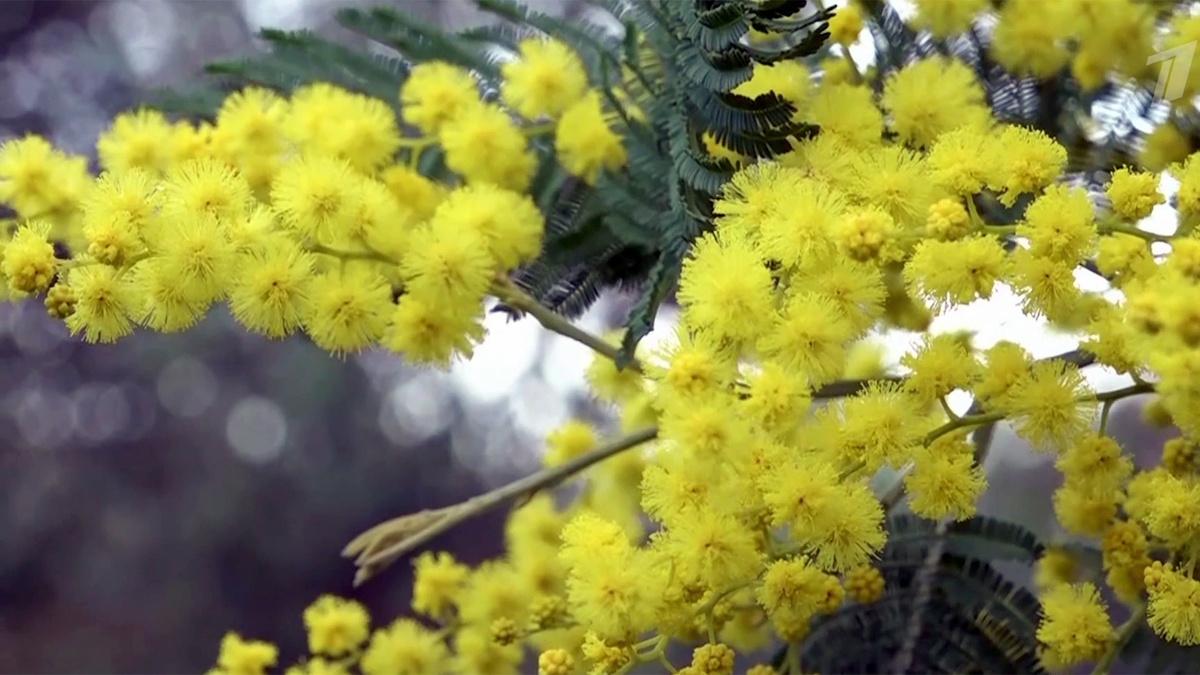    Первый канал