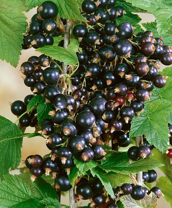Чёрная смородина 