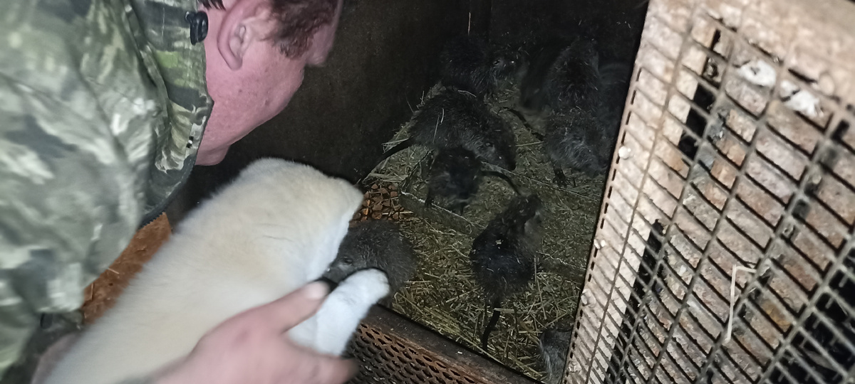 Туманчик и нутрята