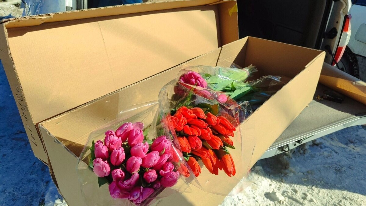    В Новосибирск к 8 марта привезли 1,6 миллионов тюльпанов из Узбекистана   atas.info