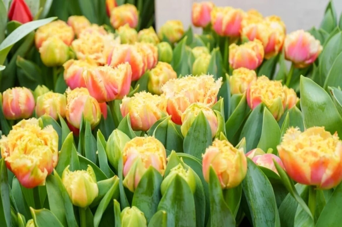    Нижегородцам рассказали, как выбрать и сохранить цветы к 8 Марта