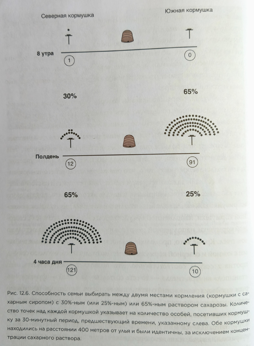 Как пчела распределяет ресурсы при поиске лучшего взятка