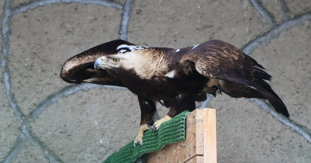 Орел-могильник