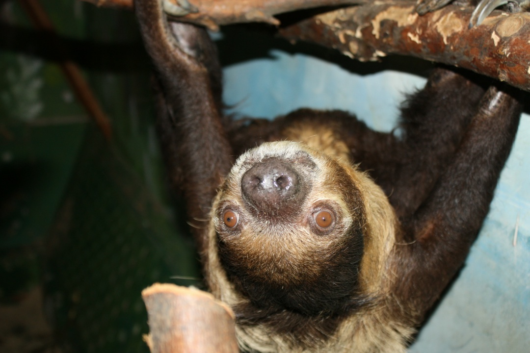 Двупалый ленивец Валера