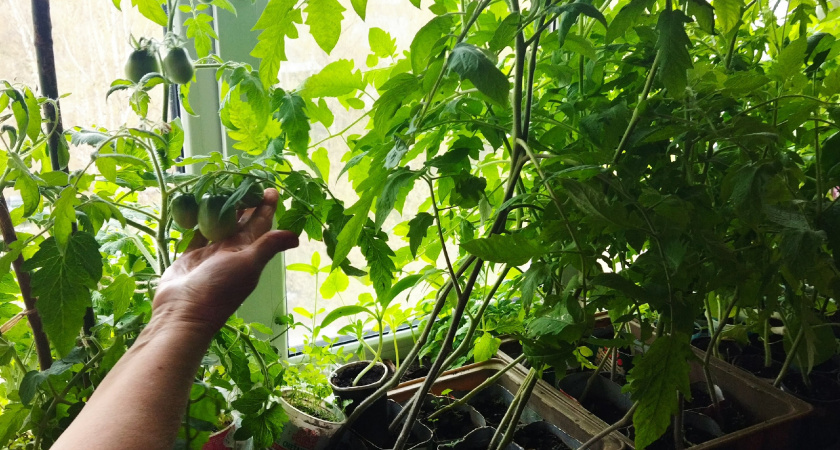    Фото: progorod43.ru