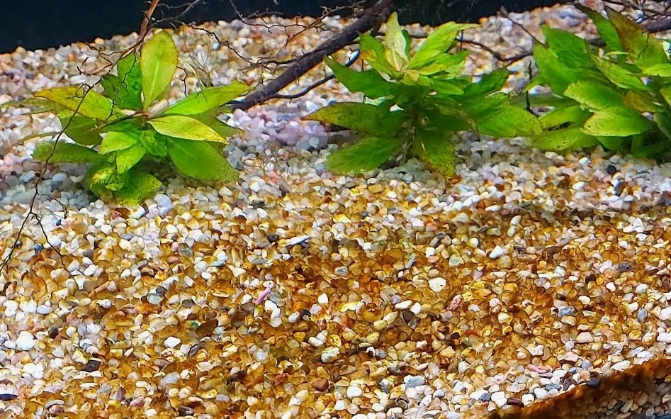 Диатомовые водоросли
