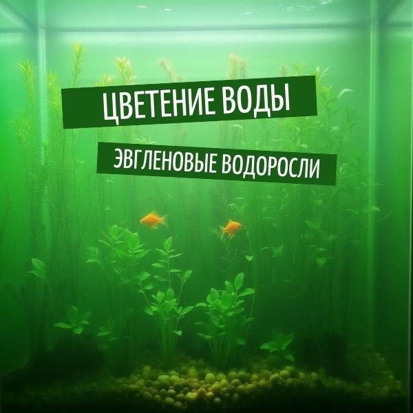 Как бороться с цветением воды в аквариуме
