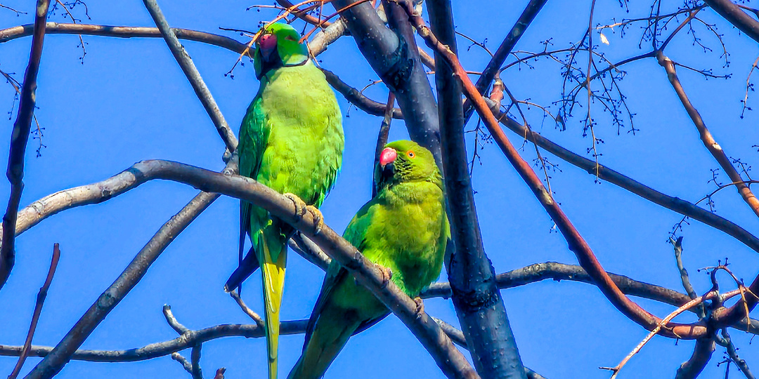 Баку-город влюбленных попугаев и счастливых кошек.