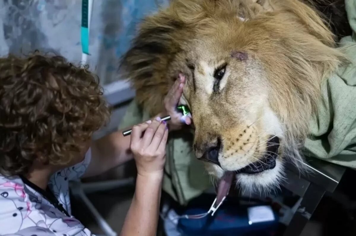    «Не знает львиный язык».