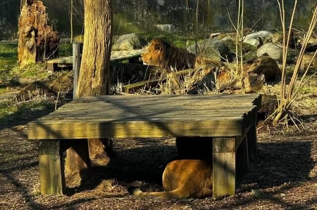    В Калининграде льва Тиграна ждала новая жизнь Фото: Калининградский зоопарк