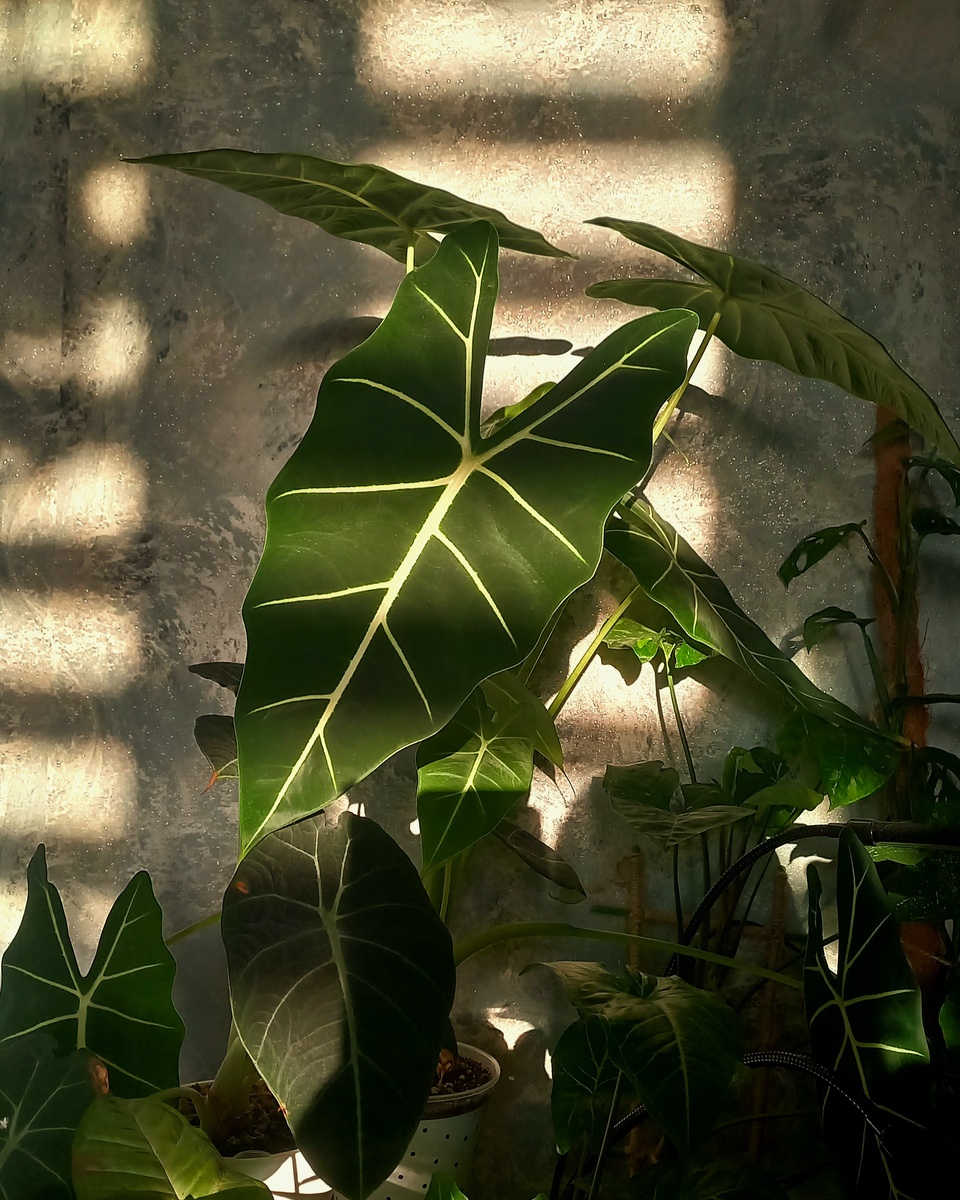 Мои Мишольца и Блек Вельвет купаются в утренних солнечных лучах.