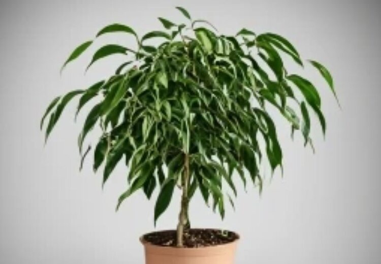 Подкормка фикуса весной по месяцам: что сделает его красивым и здоровым