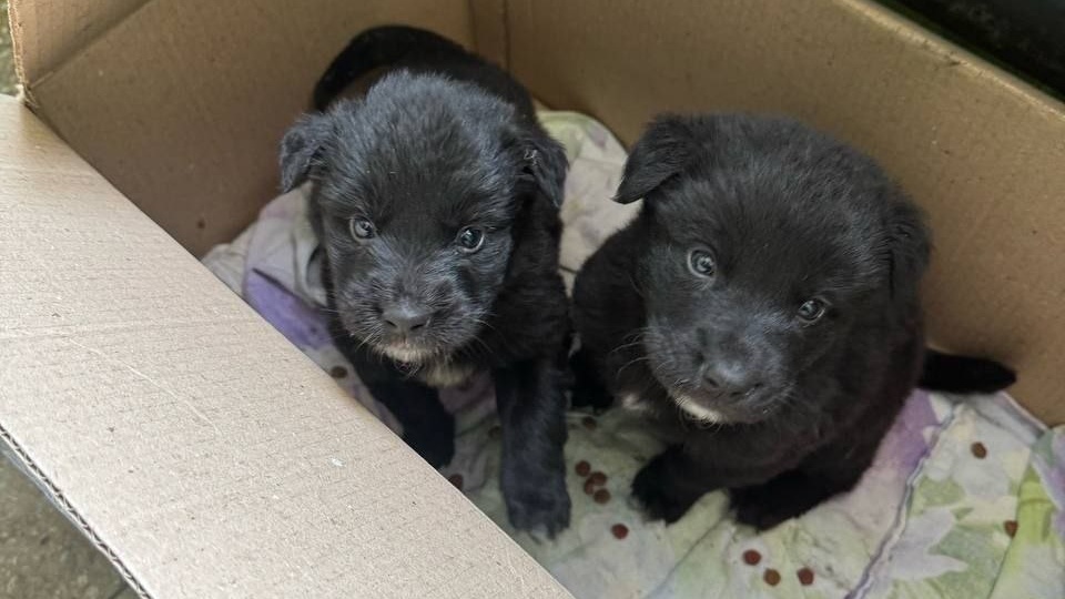 Спокойный мальчик и девочка - огонь