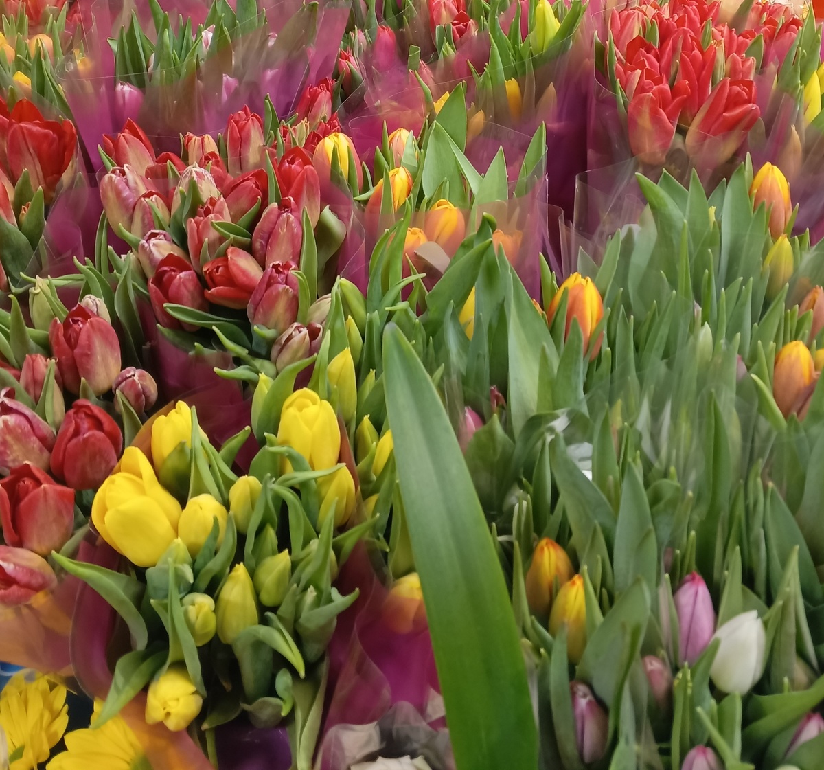 фото автора: цветы накануне праздника