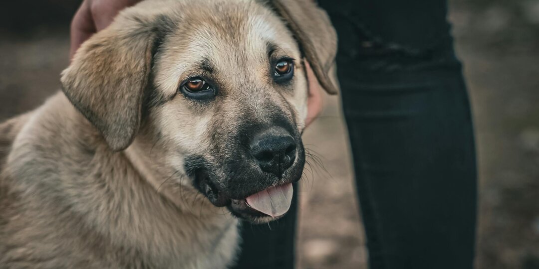 Моё лохматое счастье