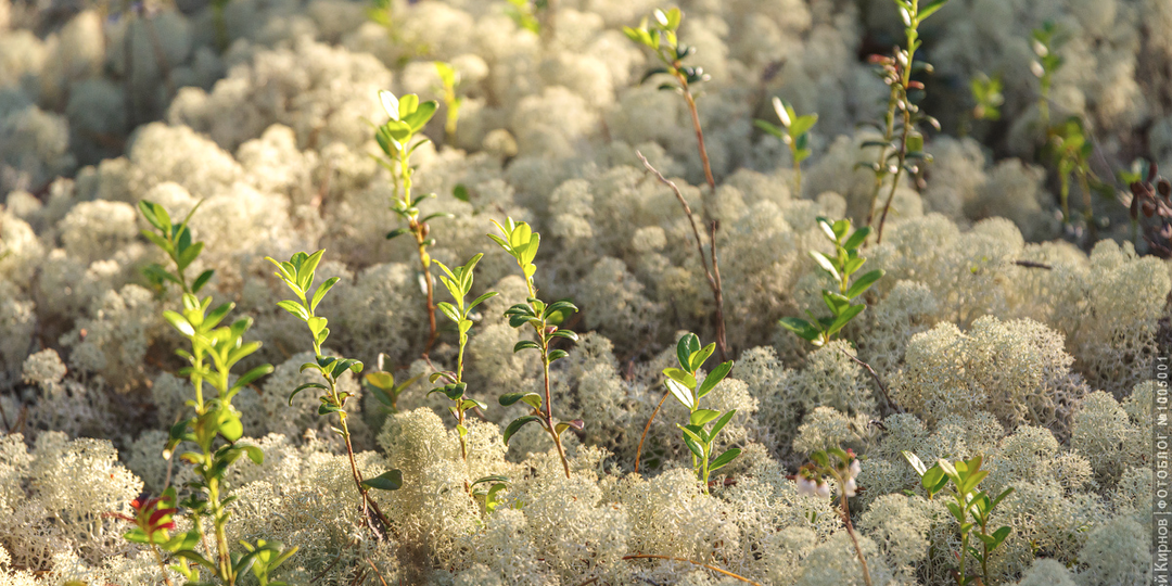 5 интересных фактов про ягель, которые помогут не прослыть неучем в ботанике 🌱