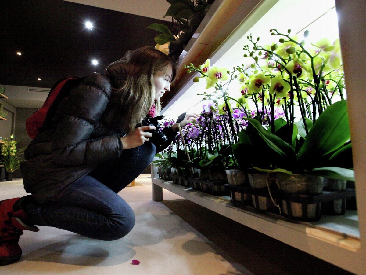    Девушка фотографирует хиты продаж салона "Цветочный центр" орхидеи Фаленопсис и Цимбидиум | © РИА Новости / Виталий Аньков