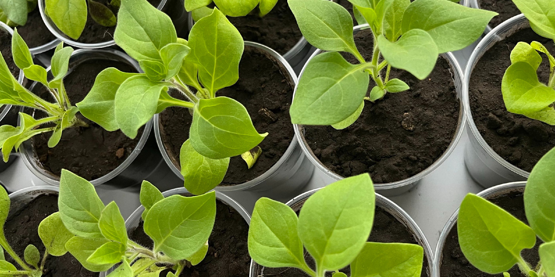 Почему рассада петунии не получается качественной - раскрываем секреты