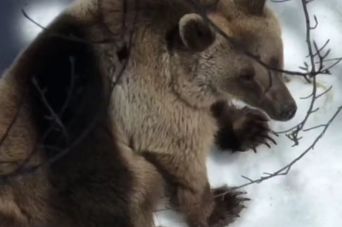    В Сети появились кадры спасения туриста от медведя на дереве в Сочи