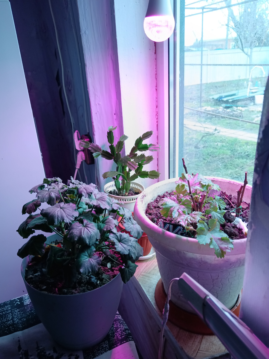 Фото автора: герань, виноград из черенков, декабрист.