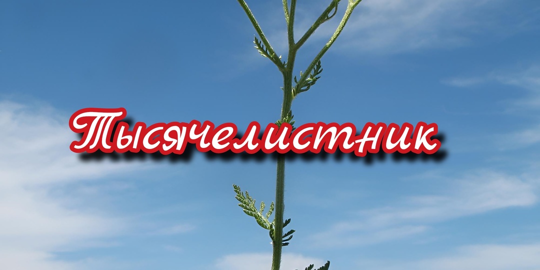Тысячелистник