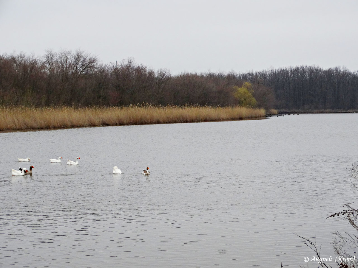 Река Мокрая Чубурка в лесу