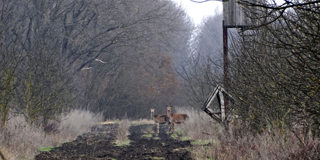 Десять лет назад. Часть 106-я. Большая прогулка по лесу