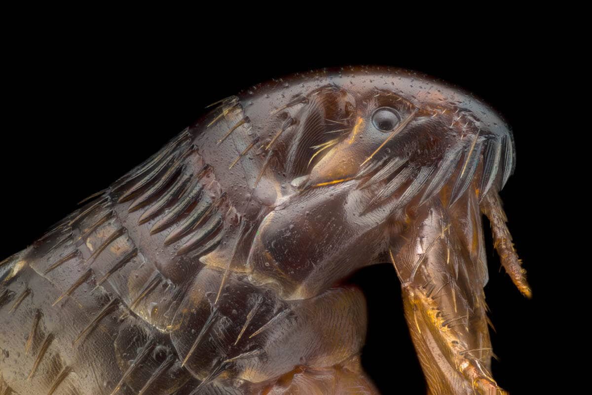 Фото с сайта: https://leadhubuv.blogspot.com/2022/05/what-does-cat-lice-look-like.html