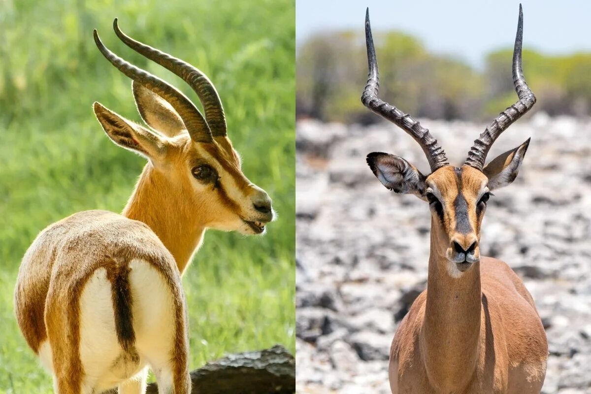 Фото с сайта: https://tanzania-specialist.com/blog/gazelle-vs-antelope/