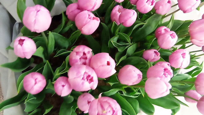 Погода в Ленобласти, прогноз на 8 марта: весна идет, весне дорогу