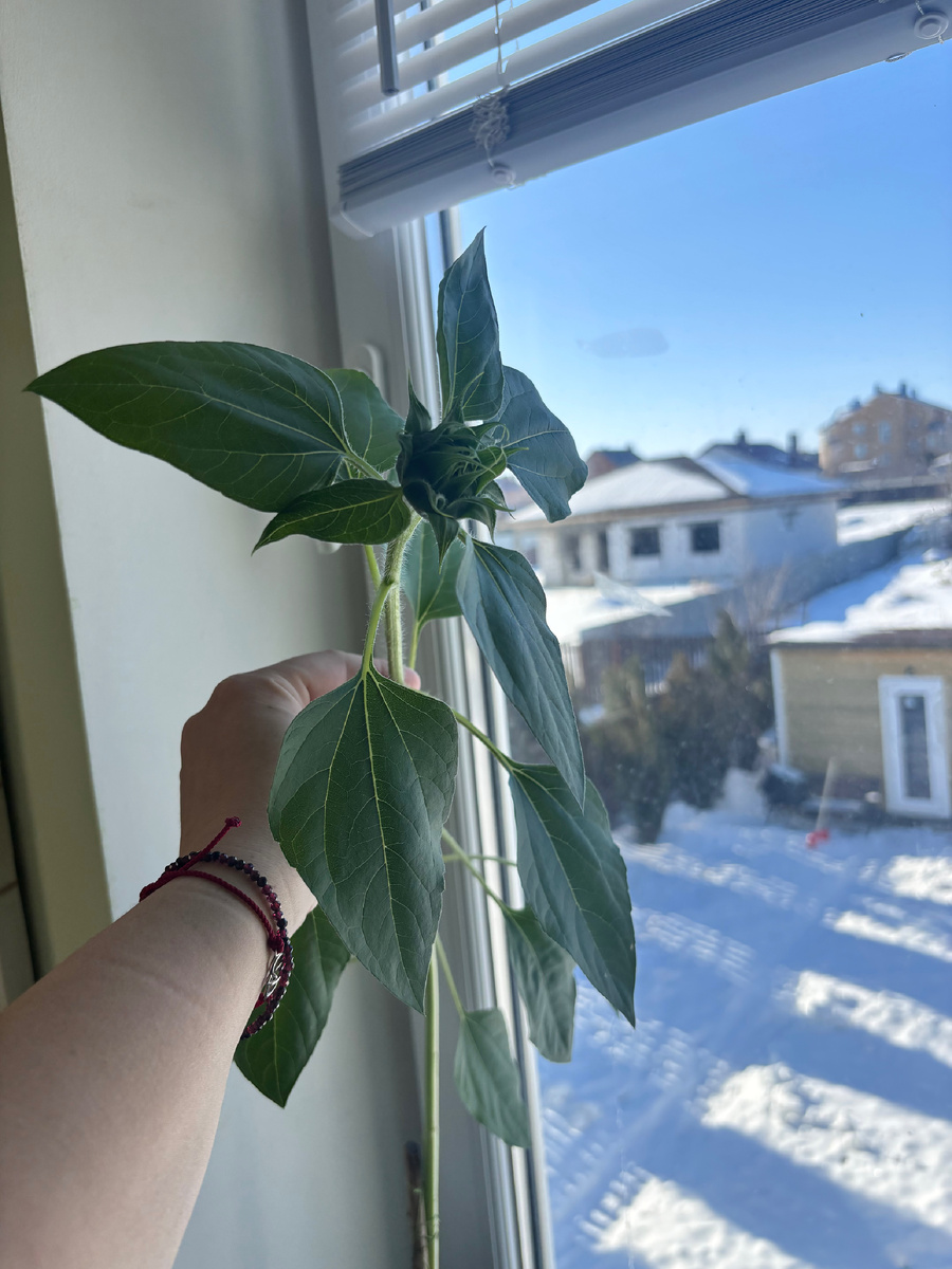 Помните мое растение - это подсолнух😅