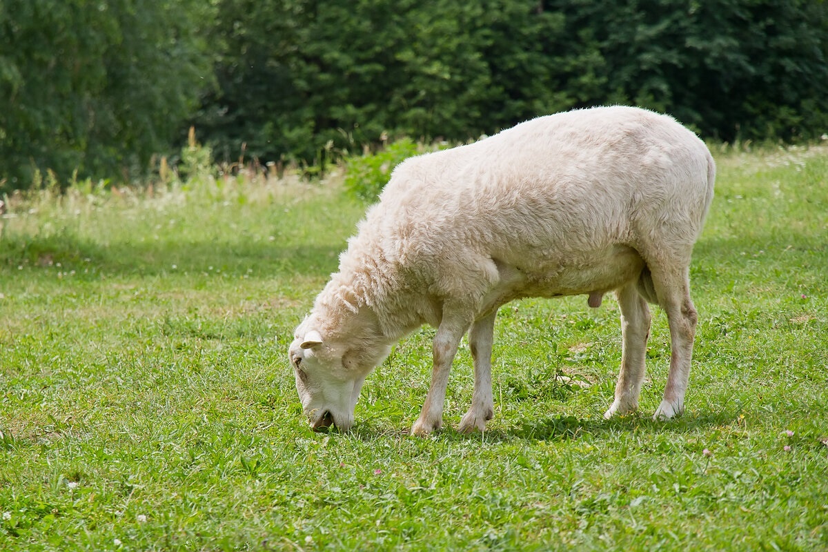 Фото с сайта: https://dzen.ru/a/ZEDfor46nDWG8x_y