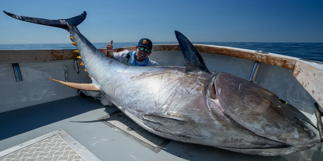 На вес золота: 10 самых дорогих рыб в мире