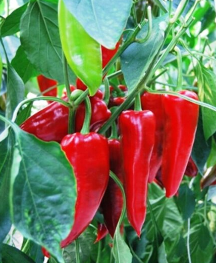 Перец Капитан 