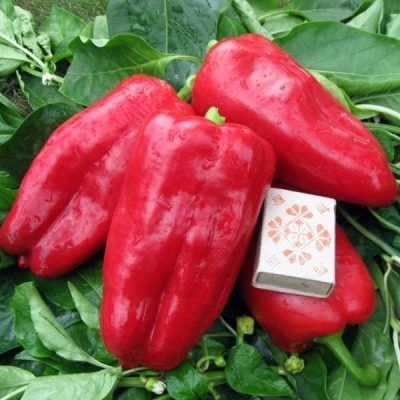 Перец Атлант: уверенный гигант теплицы