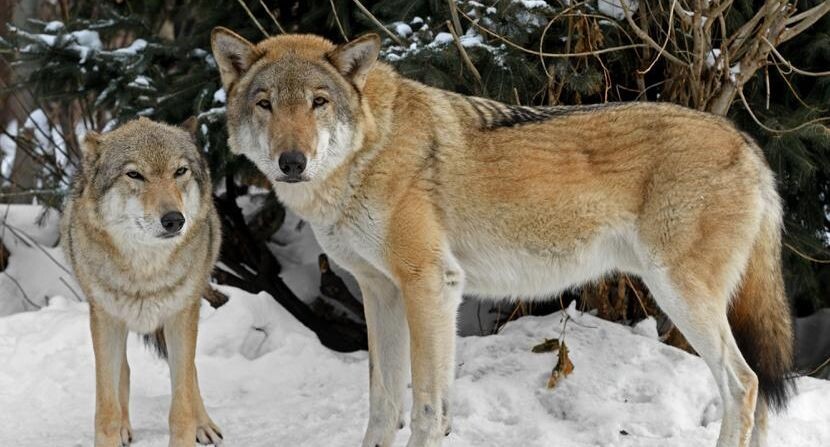    Валерия Попова / Фотобанк Лори