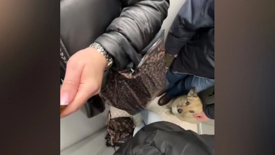 В Воронеже лифт с тремя людьми и собакой упал с четвертого этажа: видео