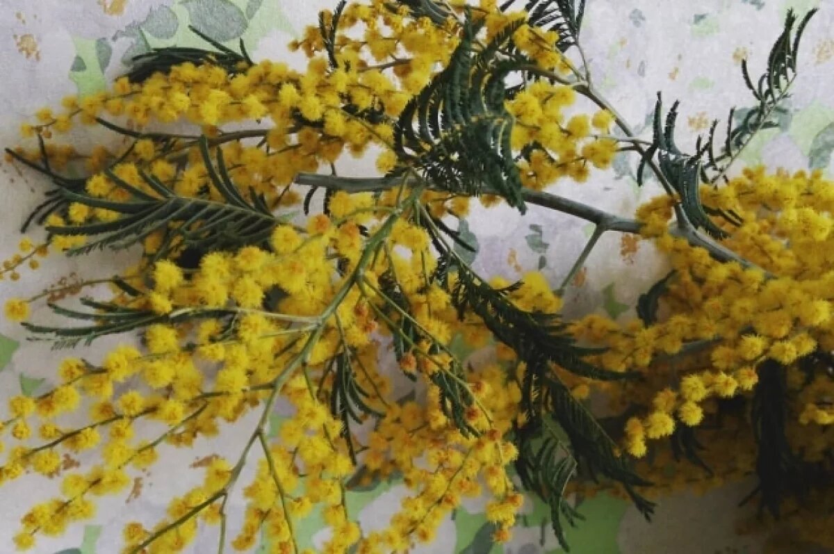    Тульский эколог рассказала, как выглядит настоящая мимоза