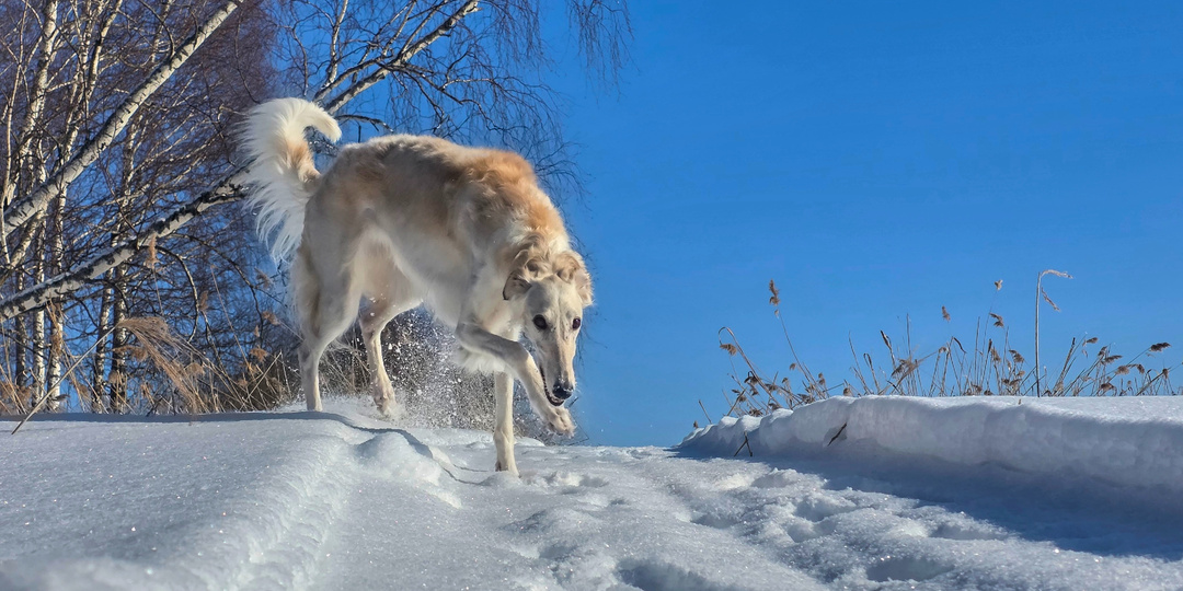 Так какого цвета наш "белый ангел из Белгорода"? Пара слов про окрас Машуко