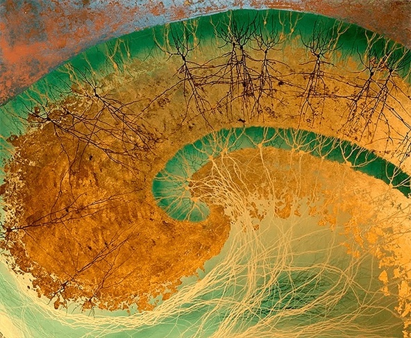    Гиппокамп. Его специализация — память, но он же играет огромную роль и во многих других мозговых процессах.Рисунок нейрофизиолога Грега Данна