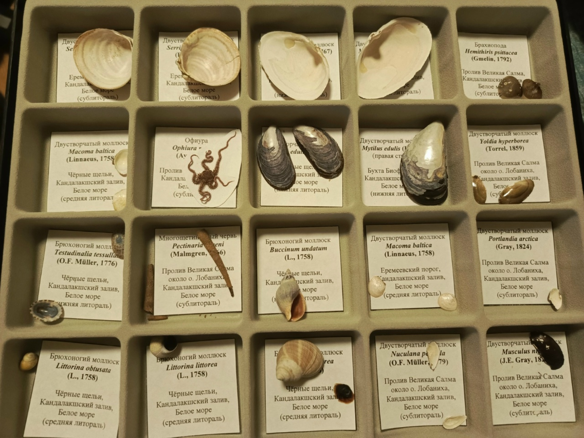 Коллекция беломорских организмов (в основном - моллюсков), собранная Степаном Вдовиченко