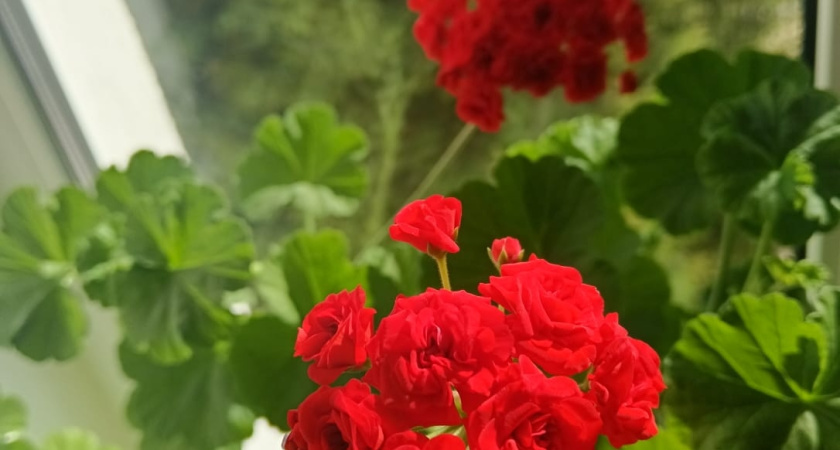    фото smilekaluga.ru