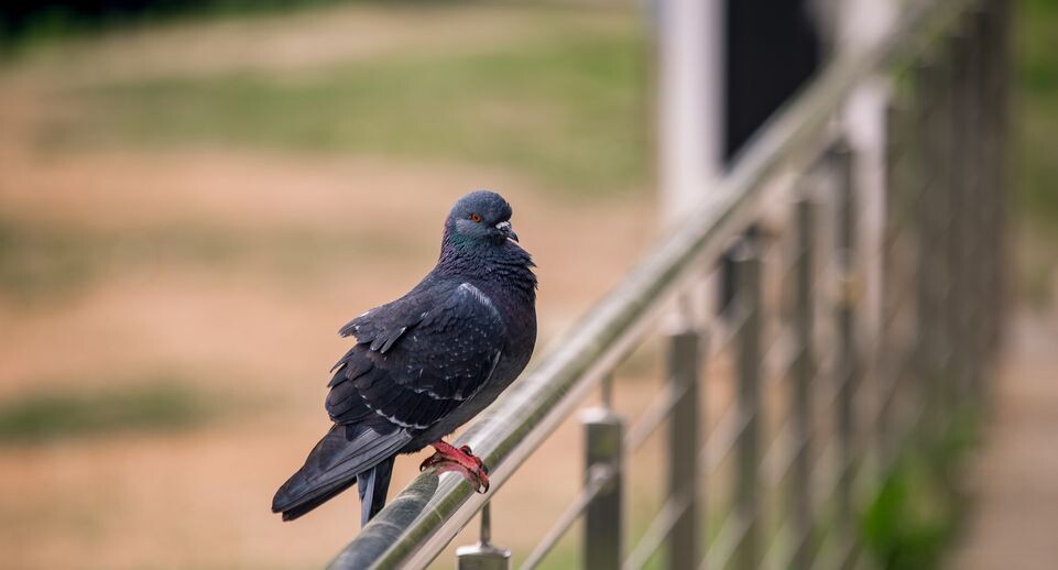    Весна в парке «Солнечная» в Балашихе / Медиасток.рф