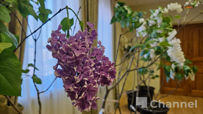 В музеях Ленобласти зацвели «Сиреневые истории», к маю переберутся в грунт