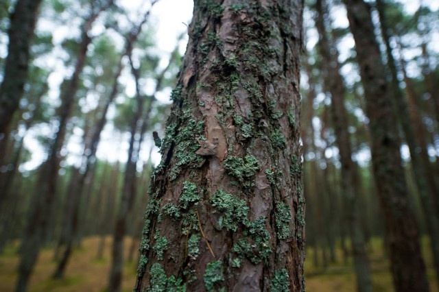   Фото из архива Калининград.Ru
